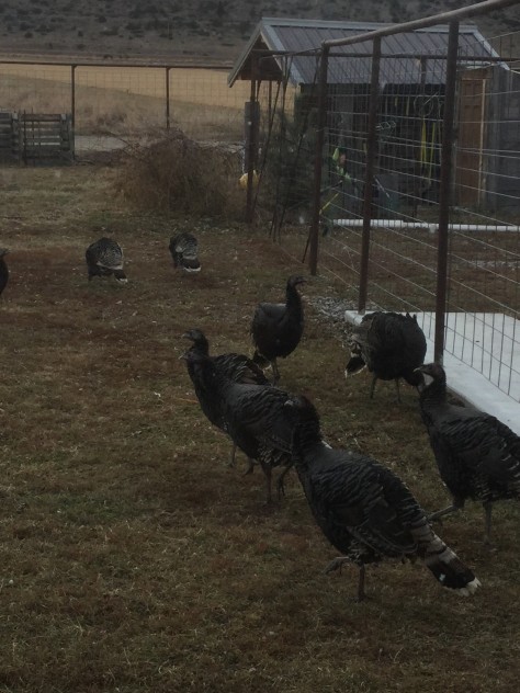 Turkeys in Yard