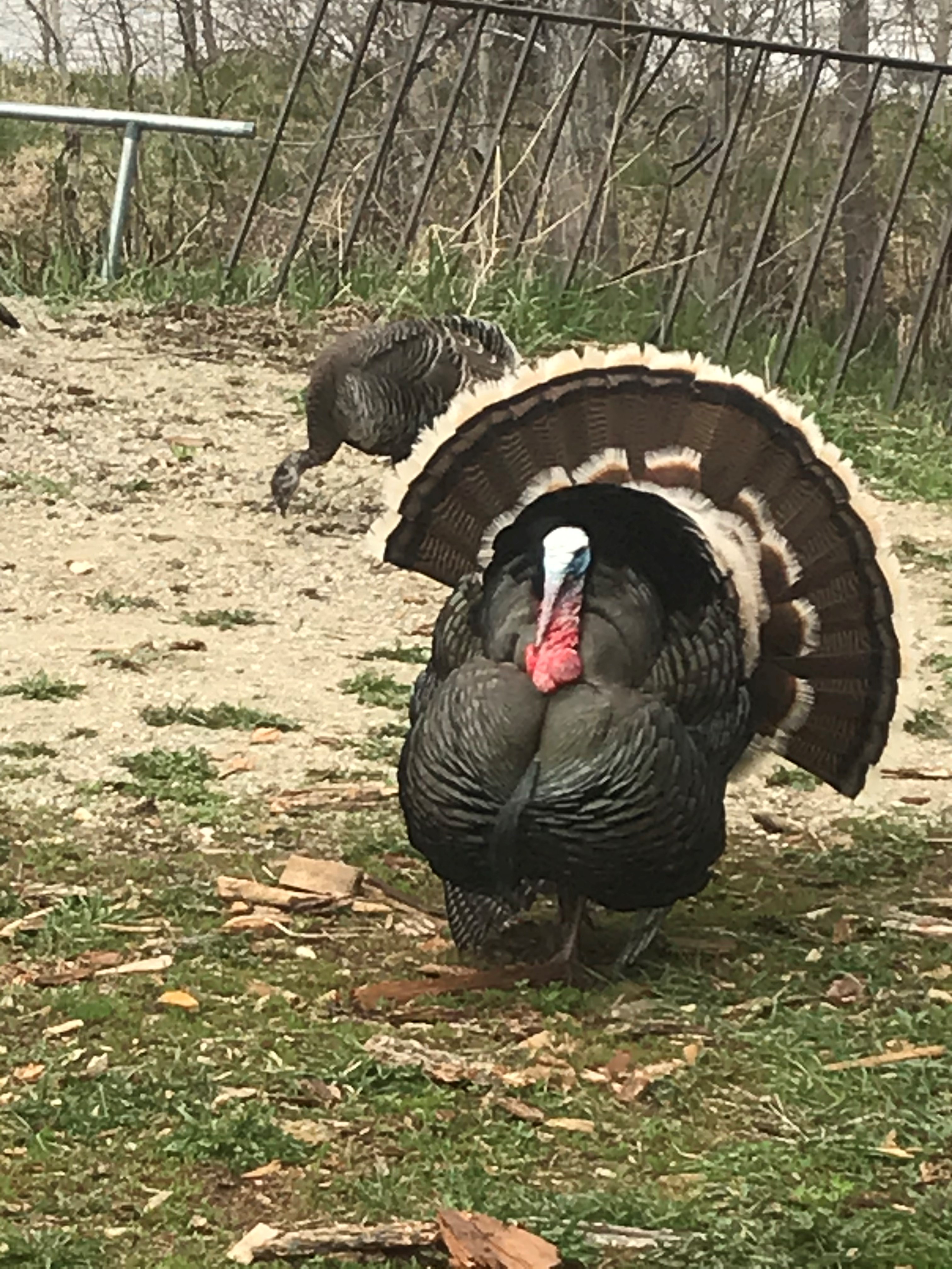 Big Turkey